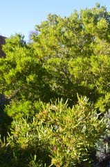 Dodonaea viscosa angustifolia