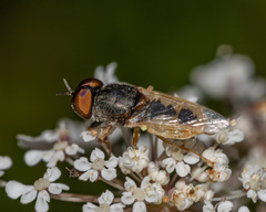 Odontomyia virgo