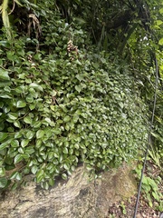 Peperomia nitida