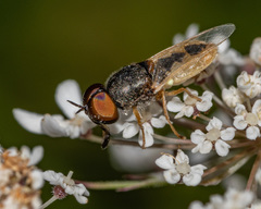 Odontomyia virgo