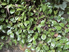 Peperomia nitida