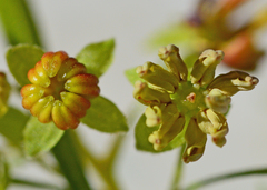 Dodonaea viscosa angustifolia
