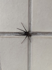 Segestria florentina