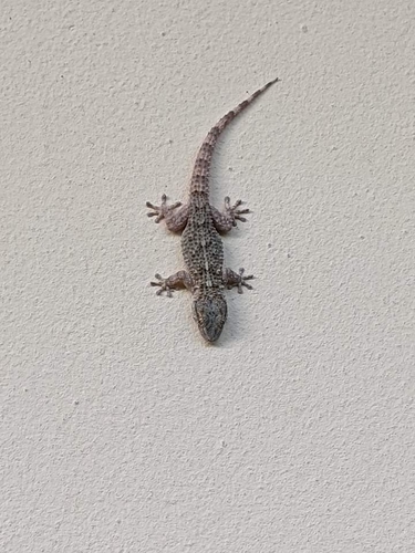 Tarentola mauritanica