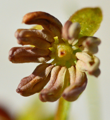 Dodonaea viscosa angustifolia