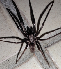 Segestria florentina