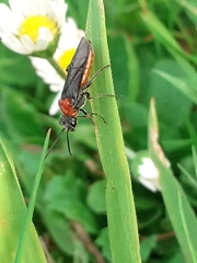 Dolerus
