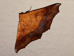 Xanthanomis xanthina