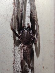 Segestria florentina