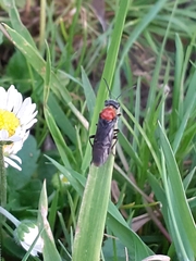 Dolerus