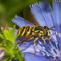 Chrysotoxum pubescens