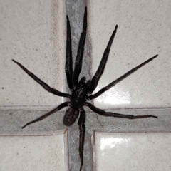 Segestria florentina