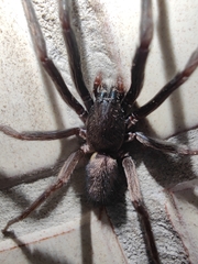 Segestria florentina