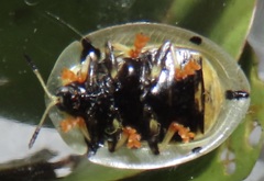 Aspidimorpha puncticosta