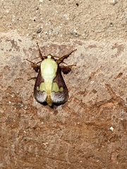 Latoia viridifascia