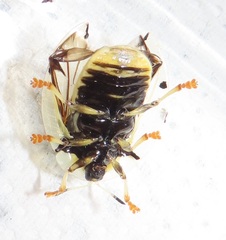 Aspidimorpha puncticosta