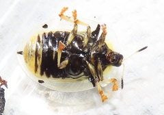 Aspidimorpha puncticosta