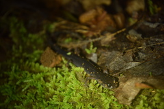 Plethodon shermani