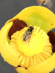 Parhelophilus rex