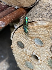 Chrysis iris