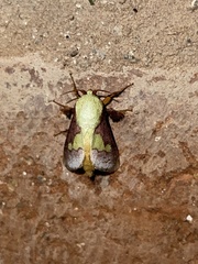Latoia viridifascia