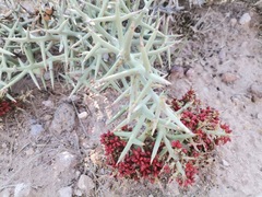 Castela stewartii