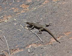 Quedenfeldtia trachyblepharus