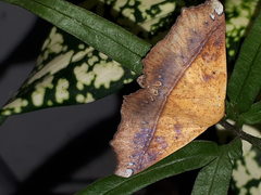 Xanthanomis xanthina