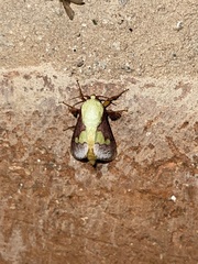 Latoia viridifascia