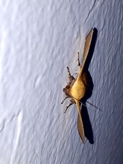 Xanthanomis xanthina