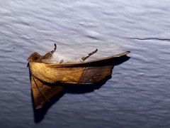 Xanthanomis xanthina