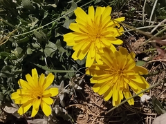 Hypochaeris robertia