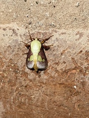 Latoia viridifascia