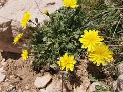 Hypochaeris robertia