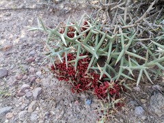 Castela stewartii