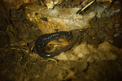 Plethodon shermani