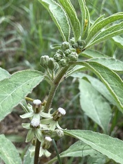 Asclepias emoryi