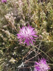 Centaurea scannensis