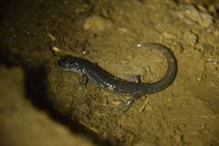 Plethodon teyahalee