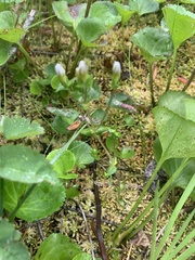 Gentiana douglasiana