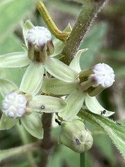 Asclepias emoryi