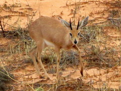 Raphicerus campestris steinhardti