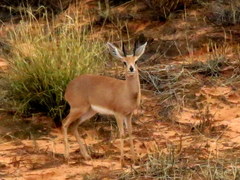 Raphicerus campestris steinhardti