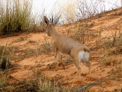 Raphicerus campestris steinhardti