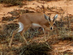 Raphicerus campestris steinhardti