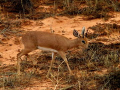 Raphicerus campestris steinhardti
