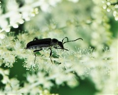 Strangalepta abbreviata