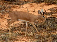 Raphicerus campestris steinhardti