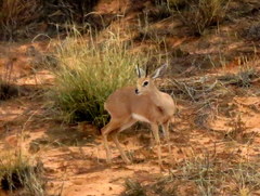 Raphicerus campestris steinhardti