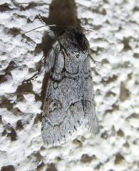 Acronicta tota